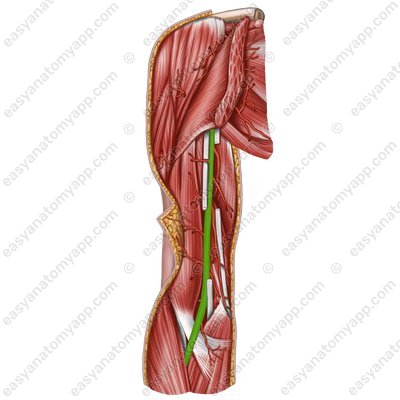 Плечевая артерия (arteria brachialis)